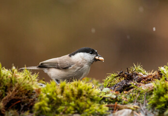 Fototapeta premium Common Marsh Tit in the forest background