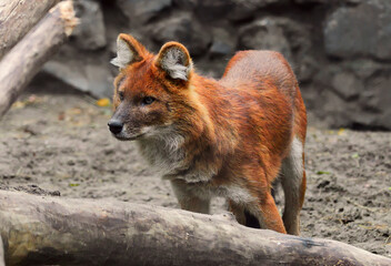 Red wolf in the zoo