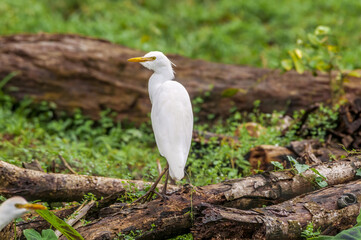 Cattle Egret (Bubulcus ibis) in tropical forest of Papaturro River area, Nicaragua