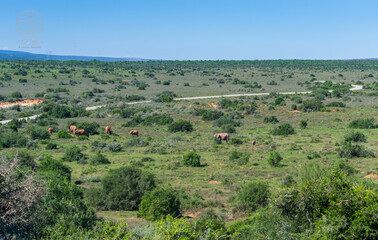 Fototapeta premium landscape with elephants in the field