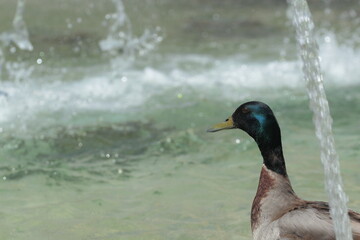 Duck on sheet of water of a fountain in a square