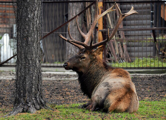 Altai maral in the zoo