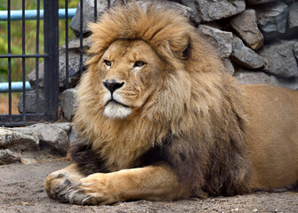 African lion at the zoo