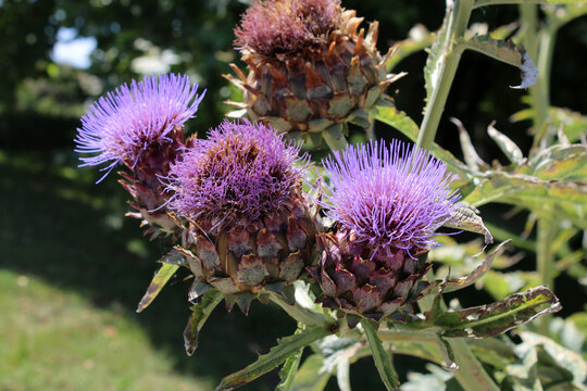 Chardon aux &Acirc;nes