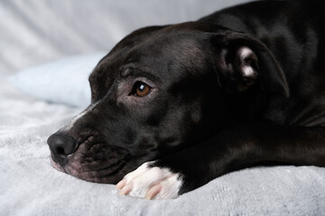 American pit bull terrier on bright background. Close up.