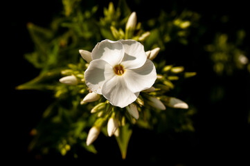 Fototapeta na wymiar Symetryczny biały kwiat, Chełmża, Toruń, Polska 
