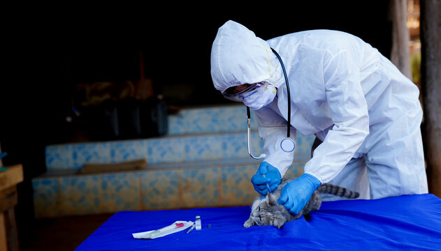 Veterinarians wear PPE for canine distempervirus (CDV) vaccine. Cats and dogs, veterinary medicine.