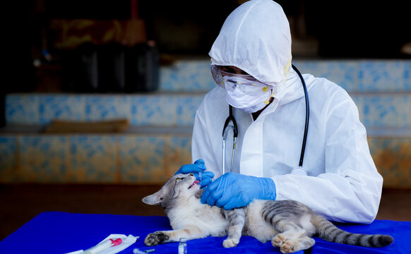 Veterinarians wear PPE for canine distempervirus (CDV) vaccine. Cats and dogs, veterinary medicine.