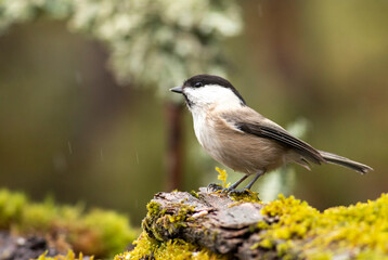Small Willow Tit in autumn background