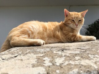 Obraz na płótnie Canvas Close-up Of Ginger Cat Lying Down