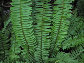 Edible trunk fern has large black stems and bright green leaves. Scientific name: Diplazium esculentum. Small Vegetable fern is a type of fern that young leaves can be used for cooking.
