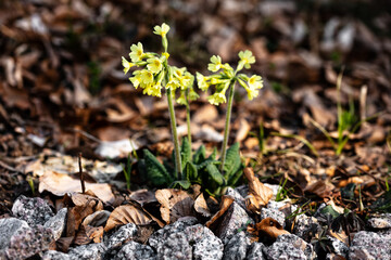 yellow cowslips or primrose in the black forest and own garden