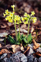 yellow cowslips or primrose in the black forest and own garden