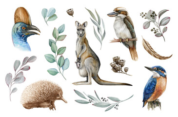 Australia animal and bird watercolor set. Hand drawn kangaroo, kookaburra, echidna, kingfisher, cassowary, eucalyptus branch and seeds realistic collection. Astralia wildlife flora and fauna set. © anitapol