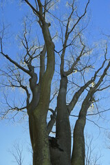 枯れ木の欅と青空