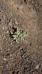 a Medicago marina (not sure) in Caihau, on the island Sao Vicente, Cabo Verde, in the month of November