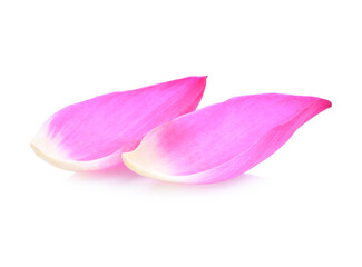 Pink lotus lobes on a white background