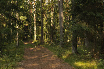 Fototapeta premium deep forest