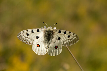 Apollo butterfly perched with open wings