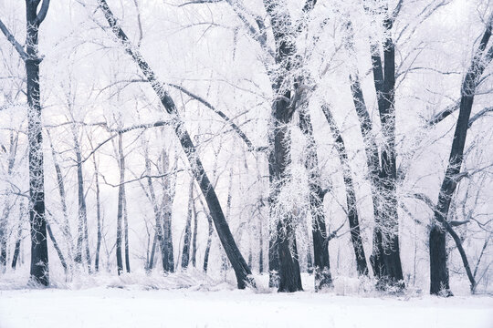 snow covered trees © Aleksei
