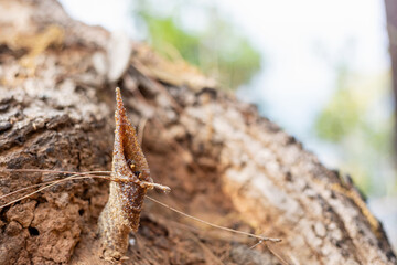 Stingless bees living in forest tree,