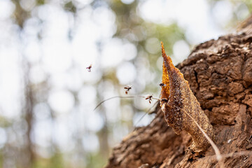 Stingless bees living in forest tree,