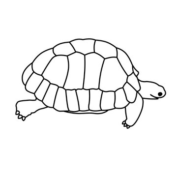 One turtle, illustration, design. Outline drawing. Black contour. Turtle can be painted in any color.