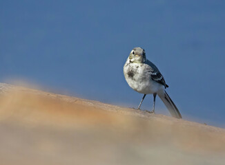 The white wagtail (Motacilla alba) is a small passerine bird in the family Motacillidae, which also includes pipits and longclaws.