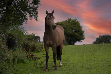 Buckskin Horse In Field At Sunset