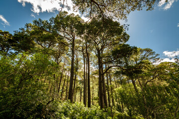 Wide angle shot of forest treetops in Killarney National Park, near the town of Killarney, County Kerry, Ireland