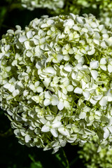 Hydrangea arborescens 'Annabelle' a summer flowering shrub plant with a white summertime flower which opens from July to September and commonly known as smooth hydrangea stock photo image