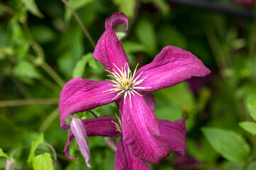 Clematis ' Madame Julia Correvon' a summer flowering shrub plant with a red summertime flower which...