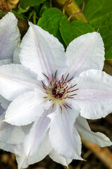 Clematis 'Snow Queen' an early summer flowering shrub plant with a white summertime flower which opens in May June and September, stock photo image