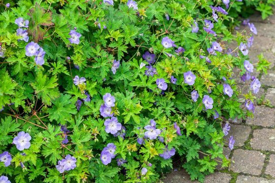 Geranium Rozanne 'Gerwat' a summer flowering plant with a violet blue summertime flower which open from June to September which is commonly known as cranesbill, stock photo image