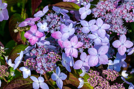 Hydrangea serrata Tiara a pink summer lacecap flowering shrub plant with a red purple summertime flower which opens from June to August stock photo image