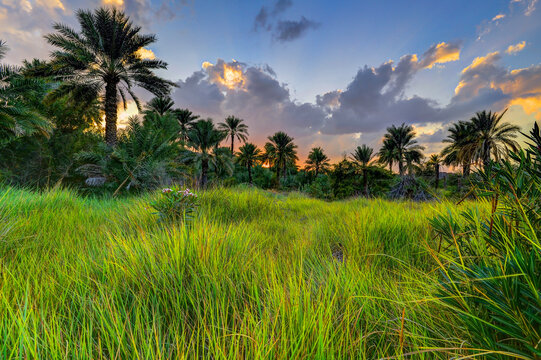 Country Side View of Muqniyat, Ibri, Sultanate of Oman.