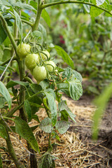 Unripe green tomatoes growing on bush in the garden.
