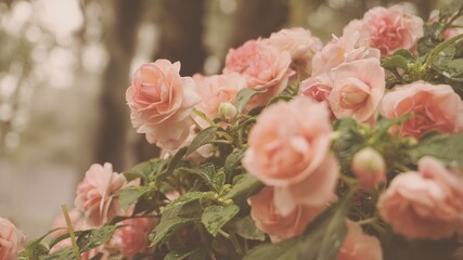 photo of artistic roses in the garden