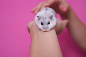Hand holding a white and grey Dzungarian hamster on a pink background