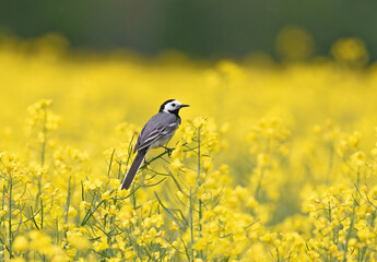 The white wagtail (Motacilla alba) is a small passerine bird in the family Motacillidae, which also includes pipits and longclaws.