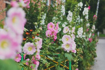 Pink mallow flower in a flowerbed against a background of green leaves