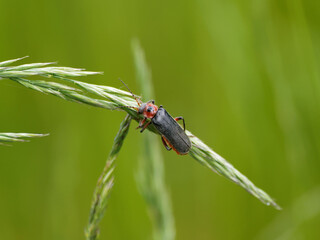 (Cantharis rustica) Cantharide ou téléphore moine, coléoptère au pronotum rouge-orangé avec une tache noire, élytres noirs à fine pilosité, fémurs rouge et noir, antennes striées