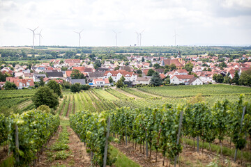Fototapeta na wymiar Weinregion