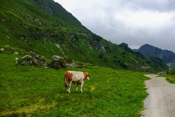Fototapeta na wymiar single cow stands near a dirt road in green mountains