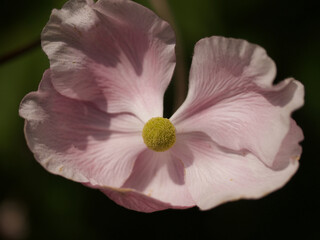close up of a pink flower, this beauty is the thimbleweed, Anemone hupehensis, 