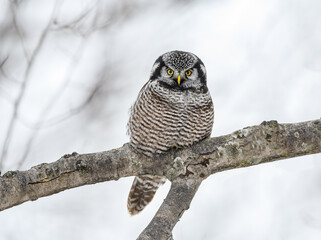 Northern Hawk Owl  Sitting on Tree Branch in Winter