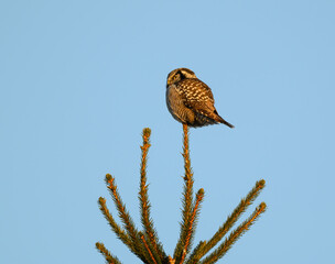 Northern Hawk Owl  Sitting on Top of Spruce Tree against  Blue Sky in Early Morning Light
