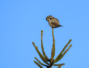Northern Hawk Owl  Sitting on Top of Spruce Tree against Blue Sky