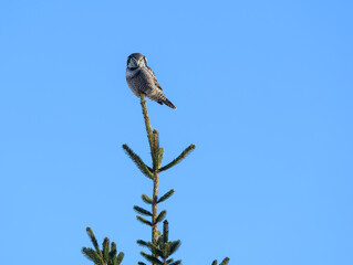 Northern Hawk Owl  Sitting on Top of Spruce Tree against Blue Sky