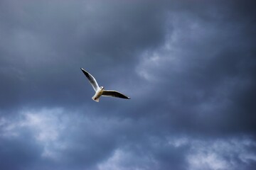 A seagull soars through a dramatic, cloudy sky.